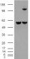 Goat Anti-Insulysin / Insulinase Antibody